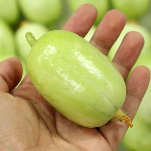 小糖果吃瓜头像